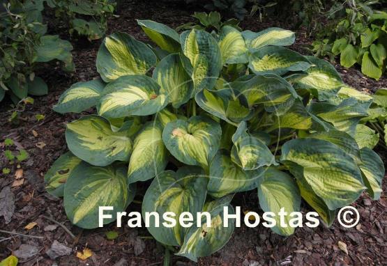 Hosta Great Expectations